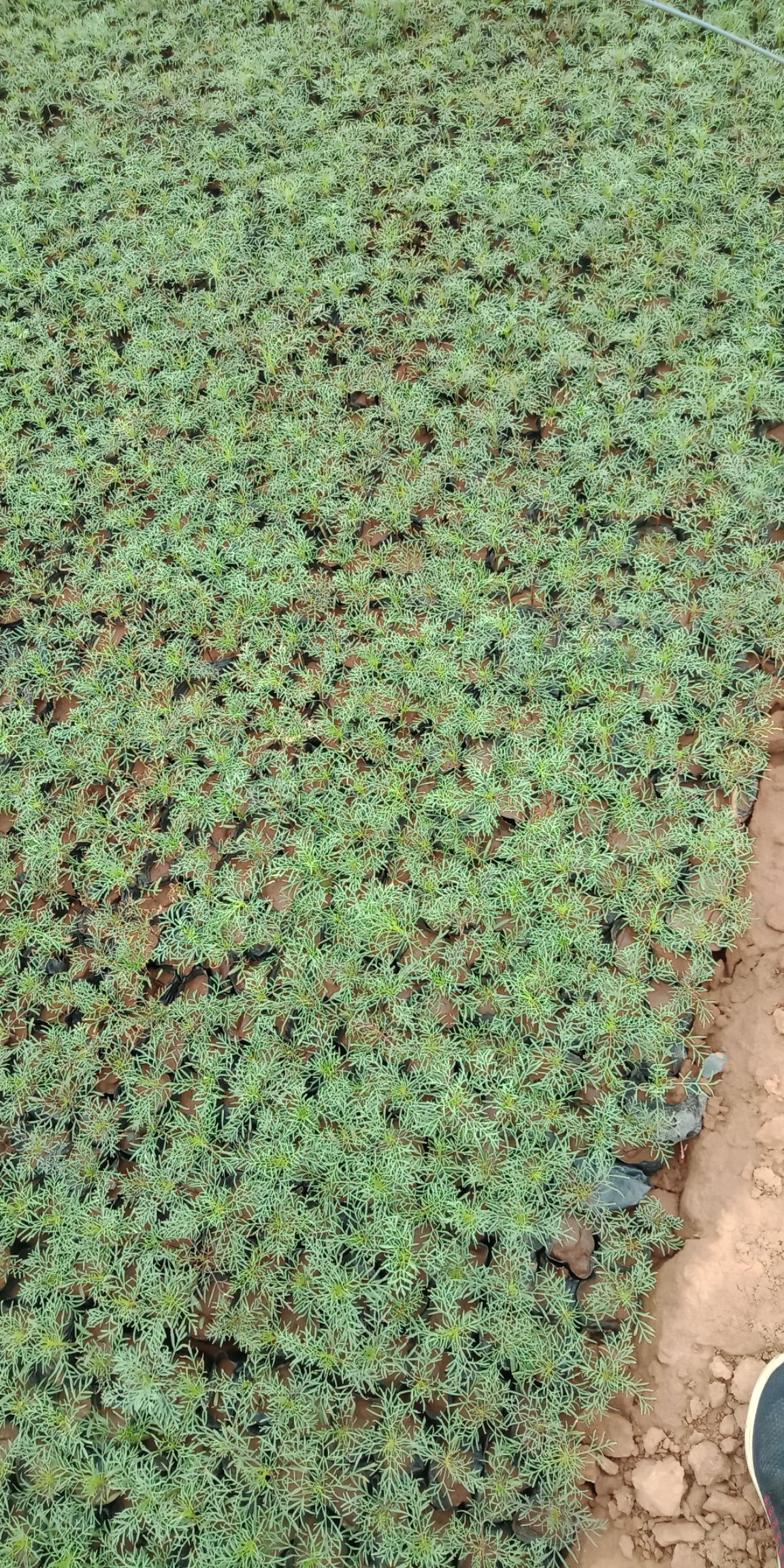 波斯菊种子 波斯菊