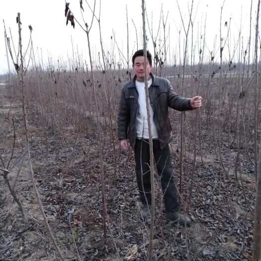 泰安红灯樱桃苗 1公分～～4公分吉塞拉樱桃树。红灯，俄罗斯8号