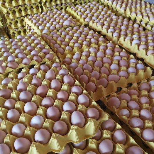  常年销售粉壳鸡蛋，量大，价低，发货快！蛋质好！420枚装！