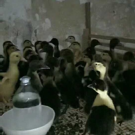 昆明 脱温番鸭苗 白火鸭苗 旱鸭苗 黑番鸭苗