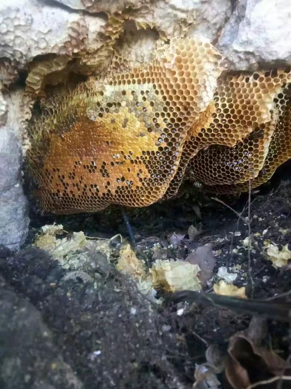 野生蜂蜜 塑料瓶装 2年以上 