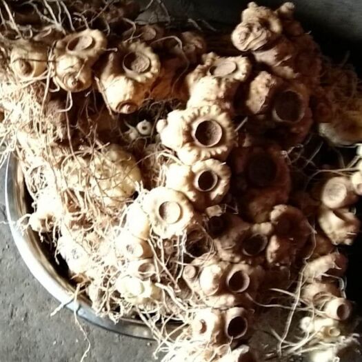 弋阳县姜形黄精 块