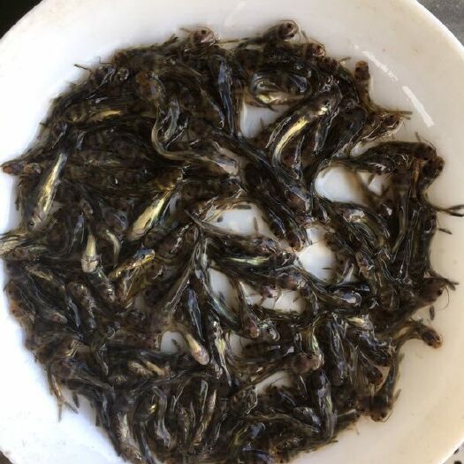 博罗县 鱼苗，黄骨鱼，黄桑鱼