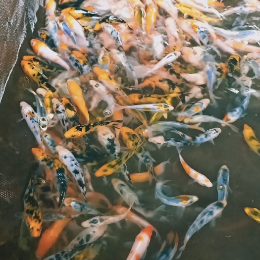 清远 2019年全城锦鲤鱼苗价格_批发锦鲤鱼苗