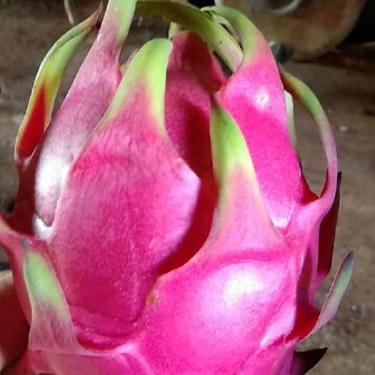 遂溪县香蜜龙火龙果 京都，大红，红星仔，木兰，450，各种品种