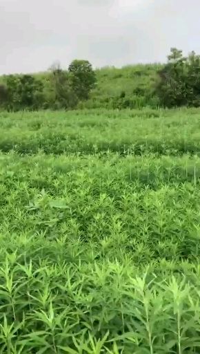  藜蒿只有一个多月的最好种植期了，想种的还要整理好土壤，