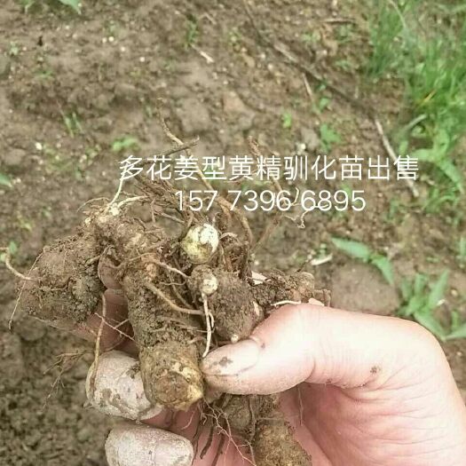 隆回县黄精种苗 多花姜型黄精驯化苗【顺风包邮】