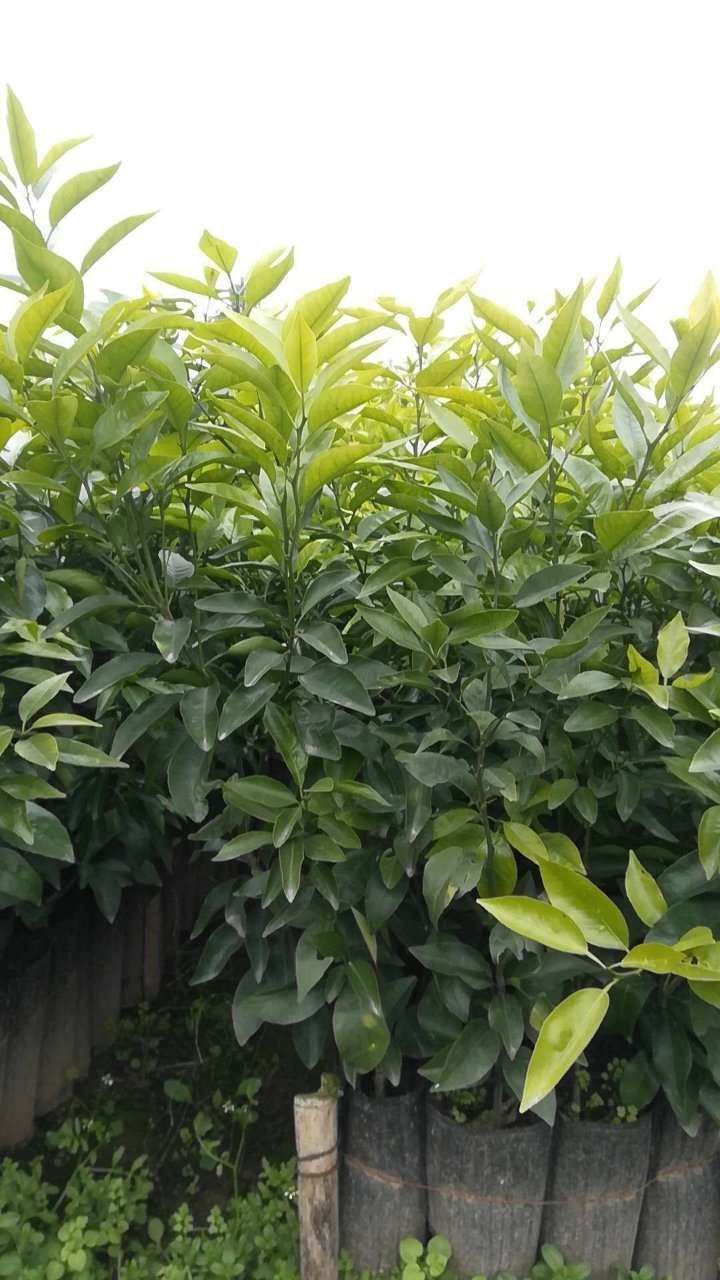  091无核沃柑苗