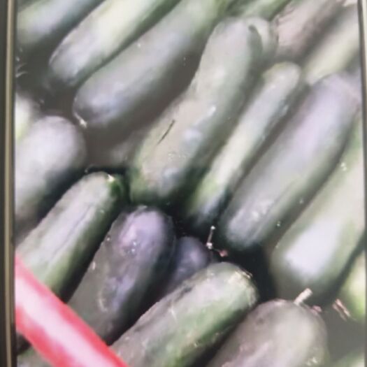 保定 河北省保定市清苑区 精品黑皮冬瓜大量上市中 价格美丽
