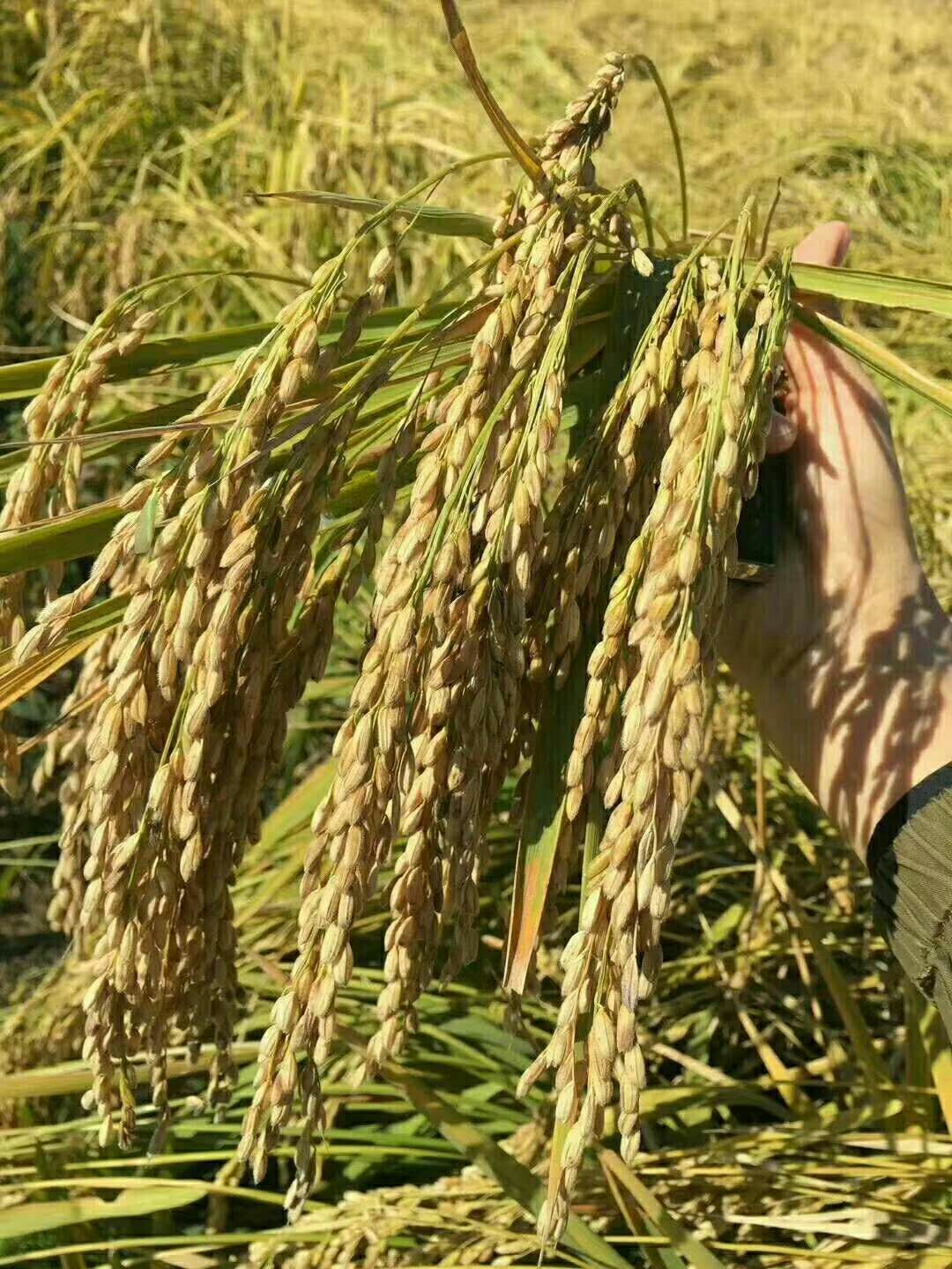  尊敬客户你们多多参观一下我的五常稻花香大米，随时来我们这里