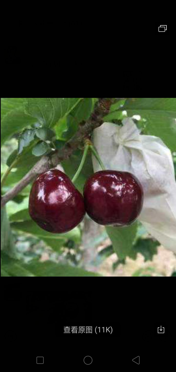  樱桃，有要的客商可联系我