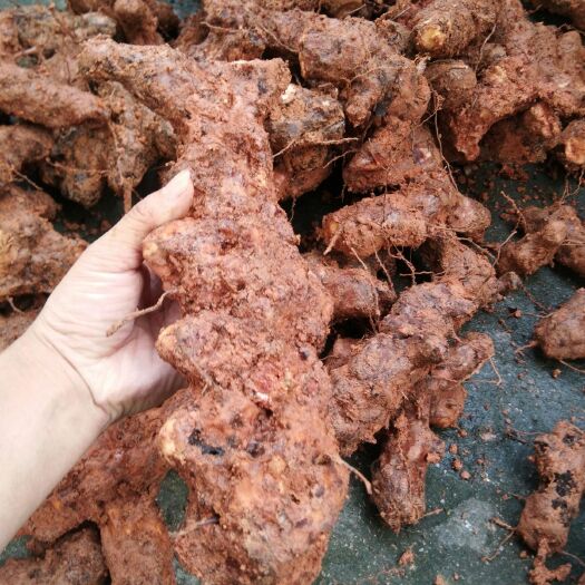 连山县土茯苓，现找现卖。新鲜货