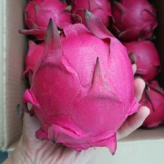 深圳越南红心火龙果 特大（1斤以上）