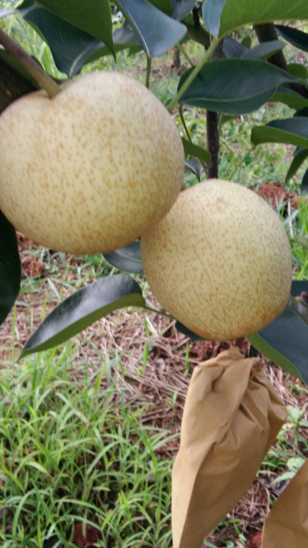  早脆梨 250～300g  65mm以上