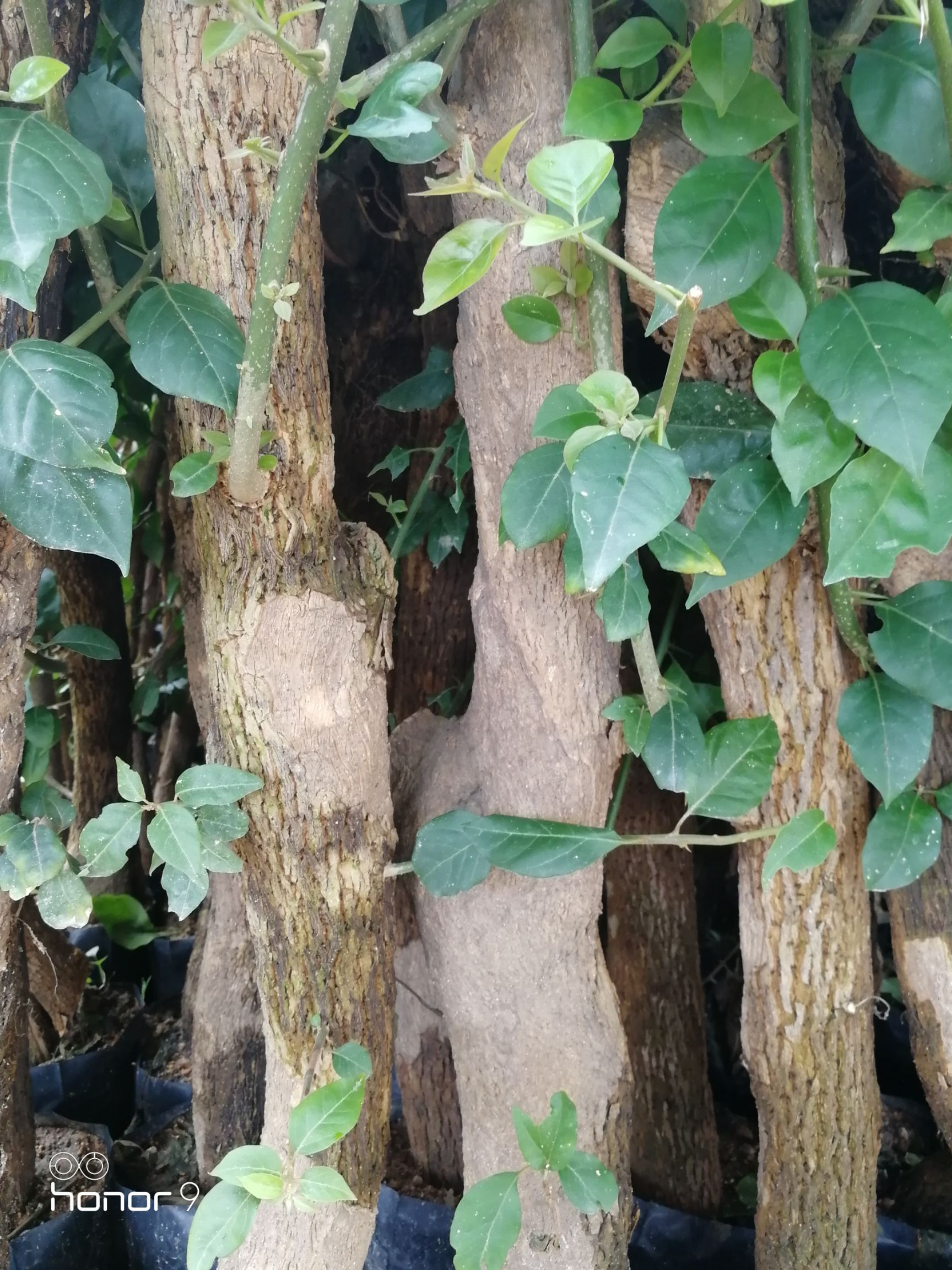  80杆三角梅粗杆