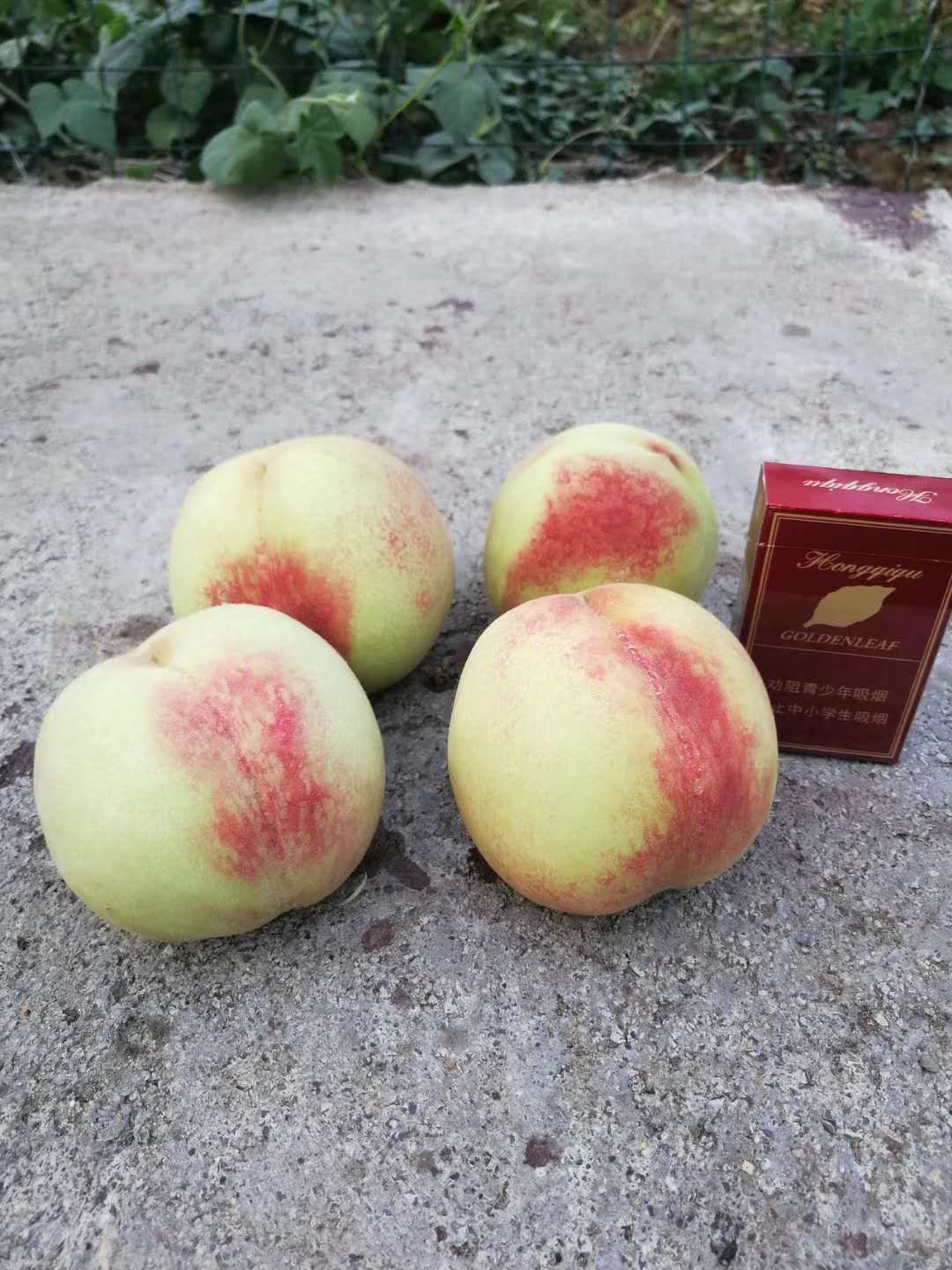  各品种毛桃，油桃大量上市中