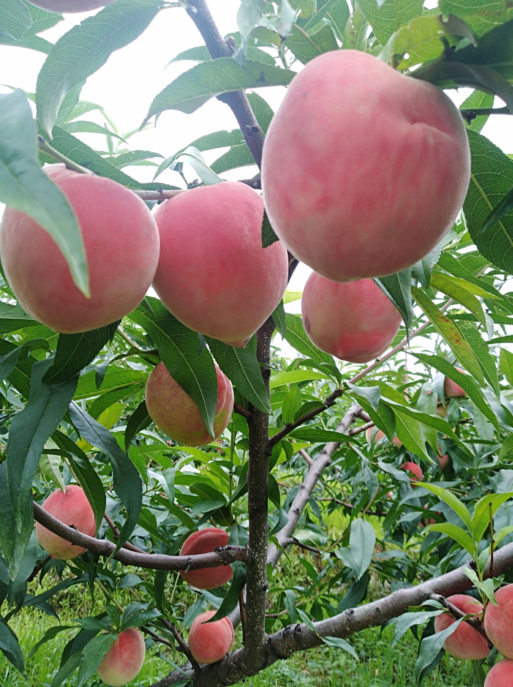 雪桃 山地品质好，'果大，品质好，色泽好口感更好脆甜爽口。