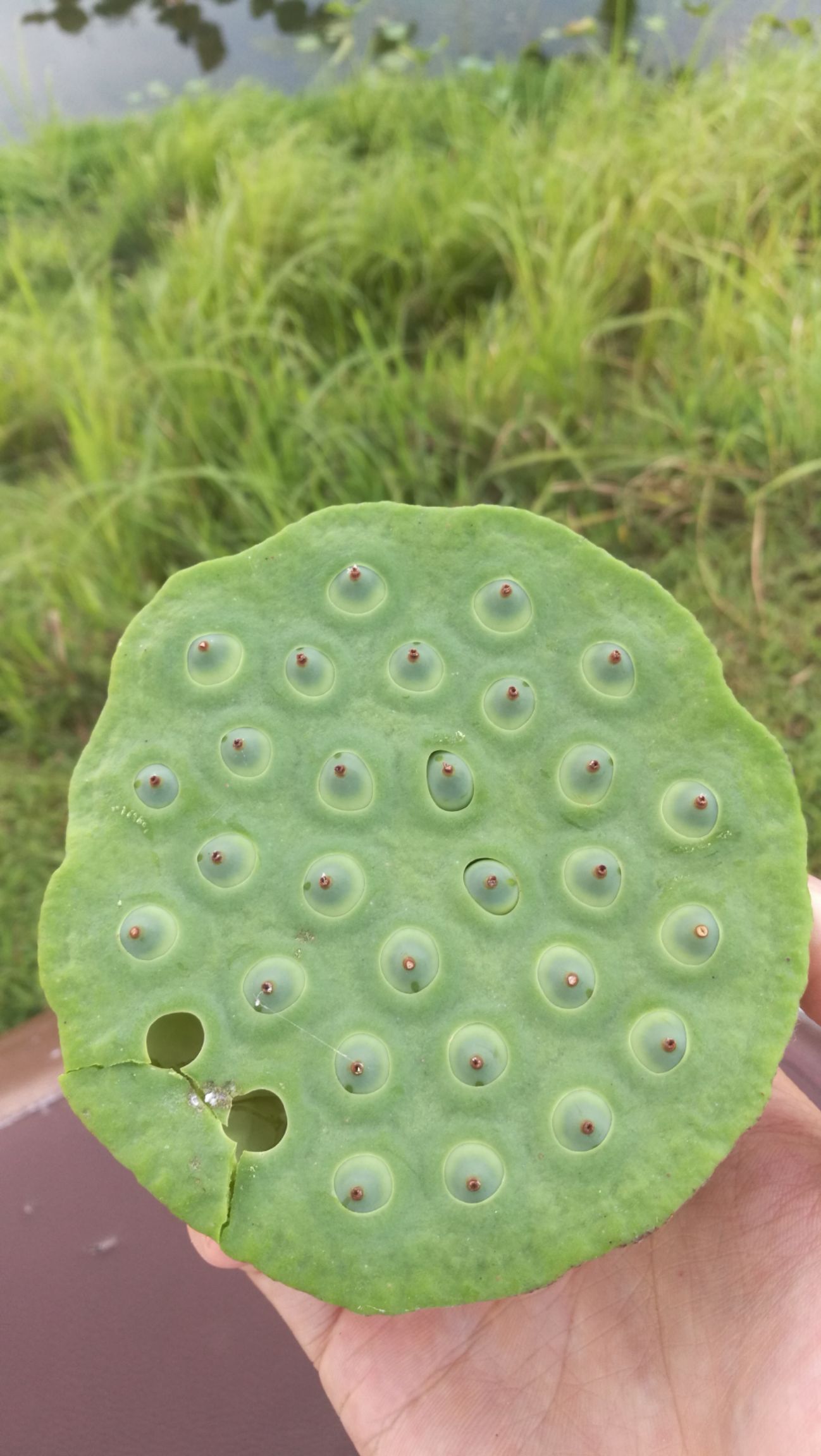 水果莲蓬，现货发售