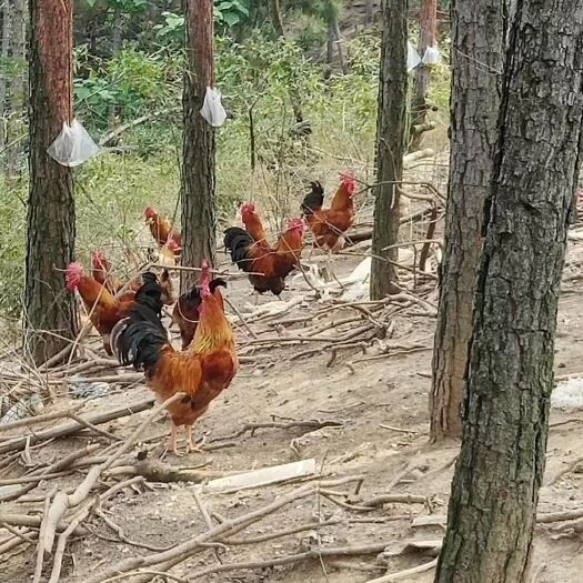 宣城 童子鸡