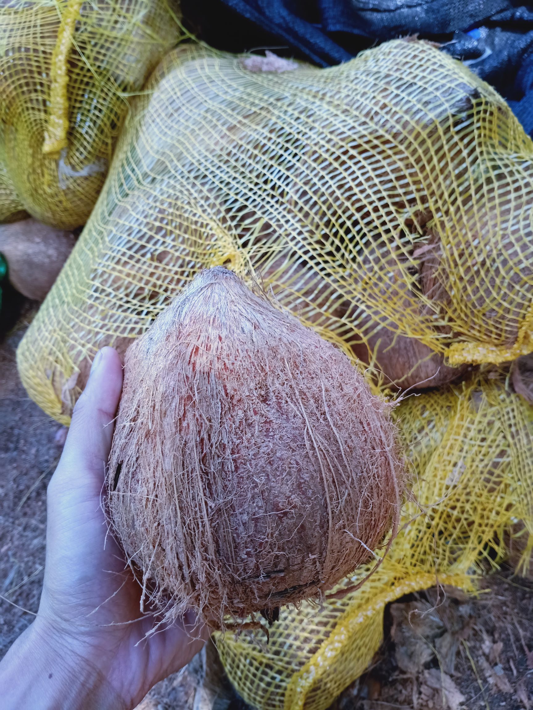  椰子，越南老毛椰系列，椰宝系列