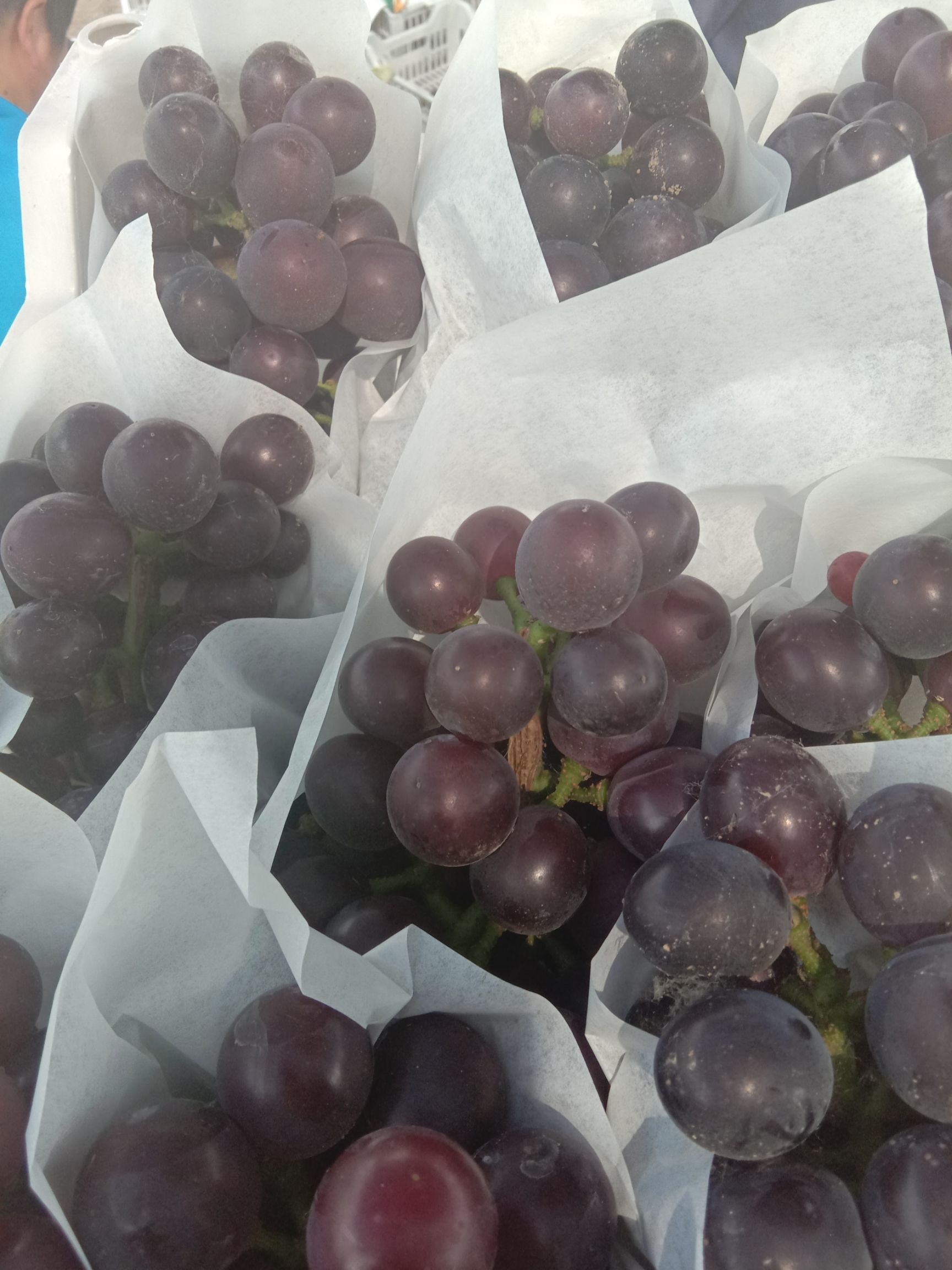  饶阳县优质葡萄大量上市乒乓球，维多利亚