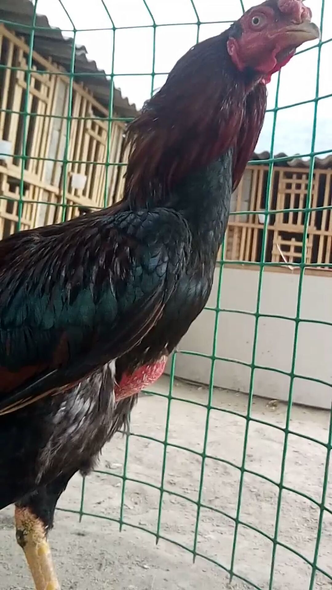  本场长年出售各种斗鸡，斗鸡苗，斗鸡种蛋