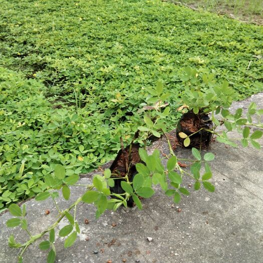 揭阳坡地毛冠草 蔓花生 地豆草 满地黄金