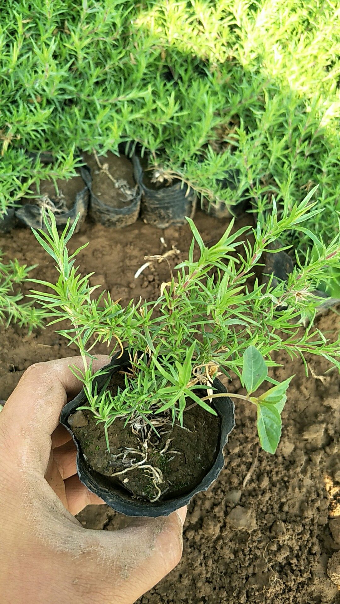  宿根花卉丛生福禄考