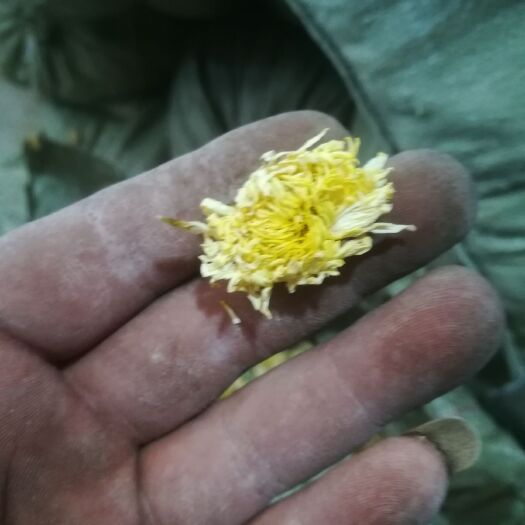 鸡泽县祁菊花 千层白菊，亳菊，祁白菊，现货15顿
