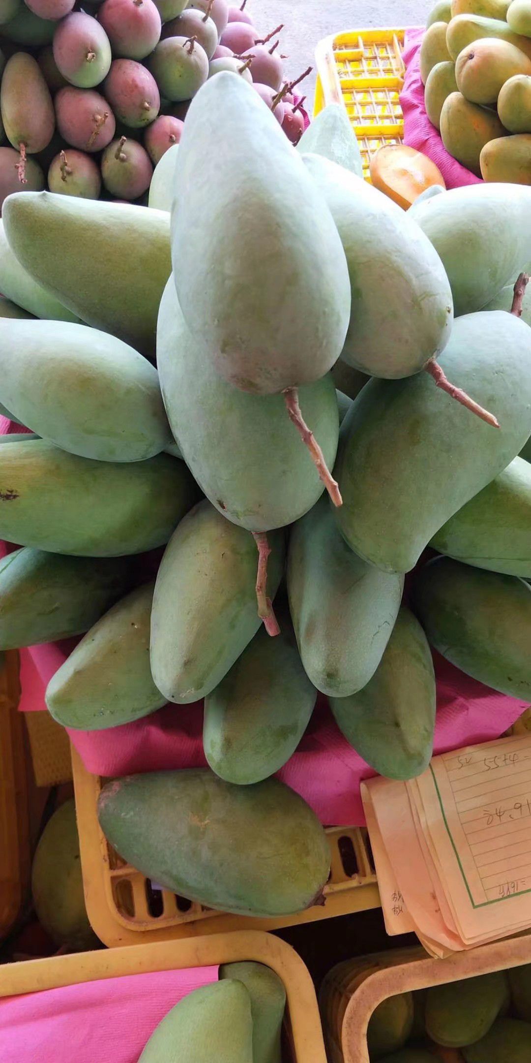 圣心芒 10两以上