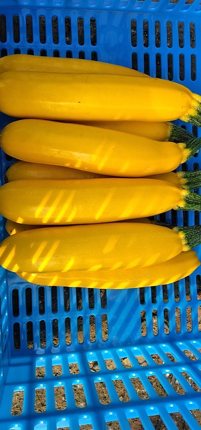 香蕉西葫芦 纯绿色无公害健康蔬菜