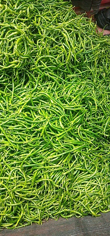 资阳二荆条辣椒 混装通货 中辣 靑色