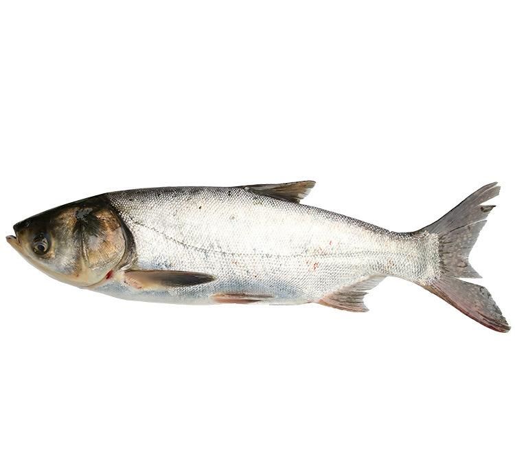 [花白鲢批发] 6月22号出货(花白鲢3万斤)价格3.5元\/斤 10000斤起批