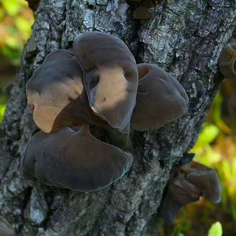 碗耳 我们来自大凉山，