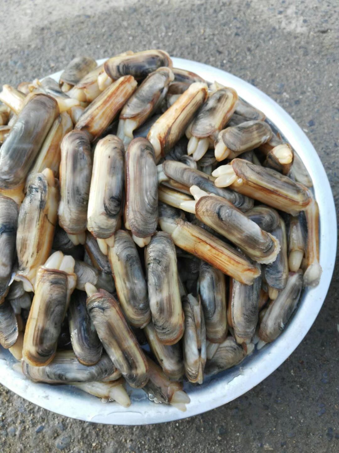  大规格蛏子刀鲜