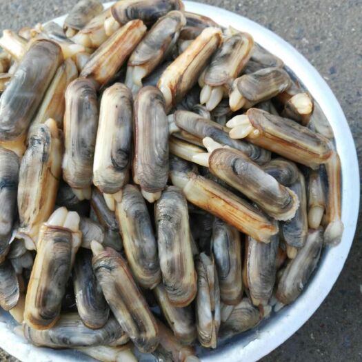  大规格蛏子刀鲜