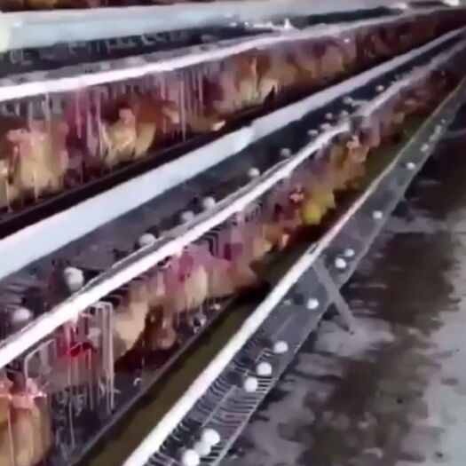 新邵县麻羽乌鸡苗 统货
