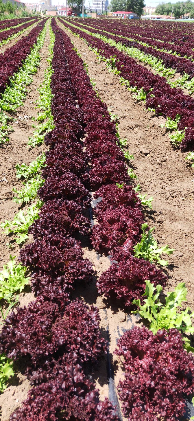  沽源县各种生菜陆续开始上市