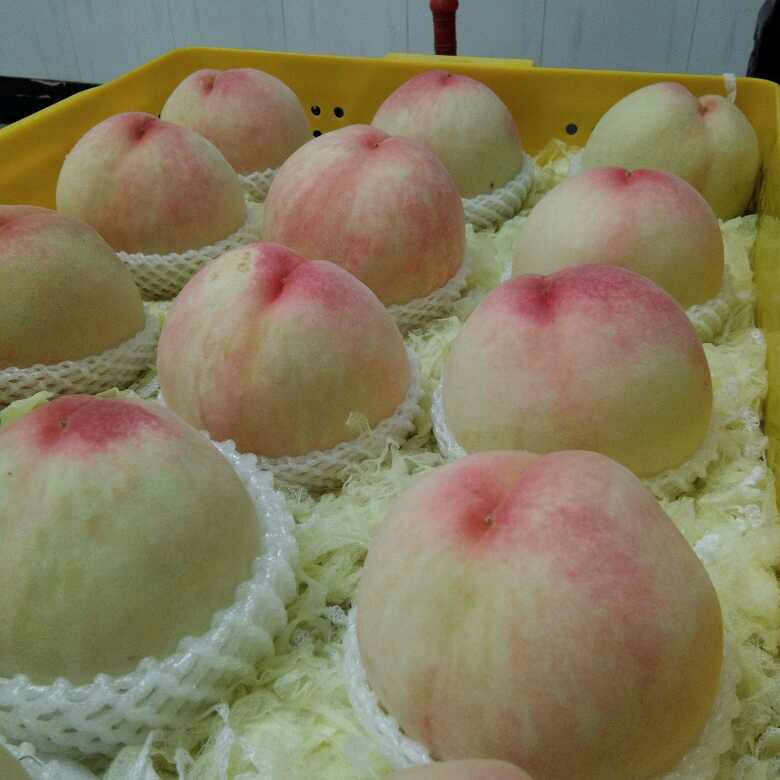  阳山水蜜桃单果8两至1斤6个装特大桃精品箱