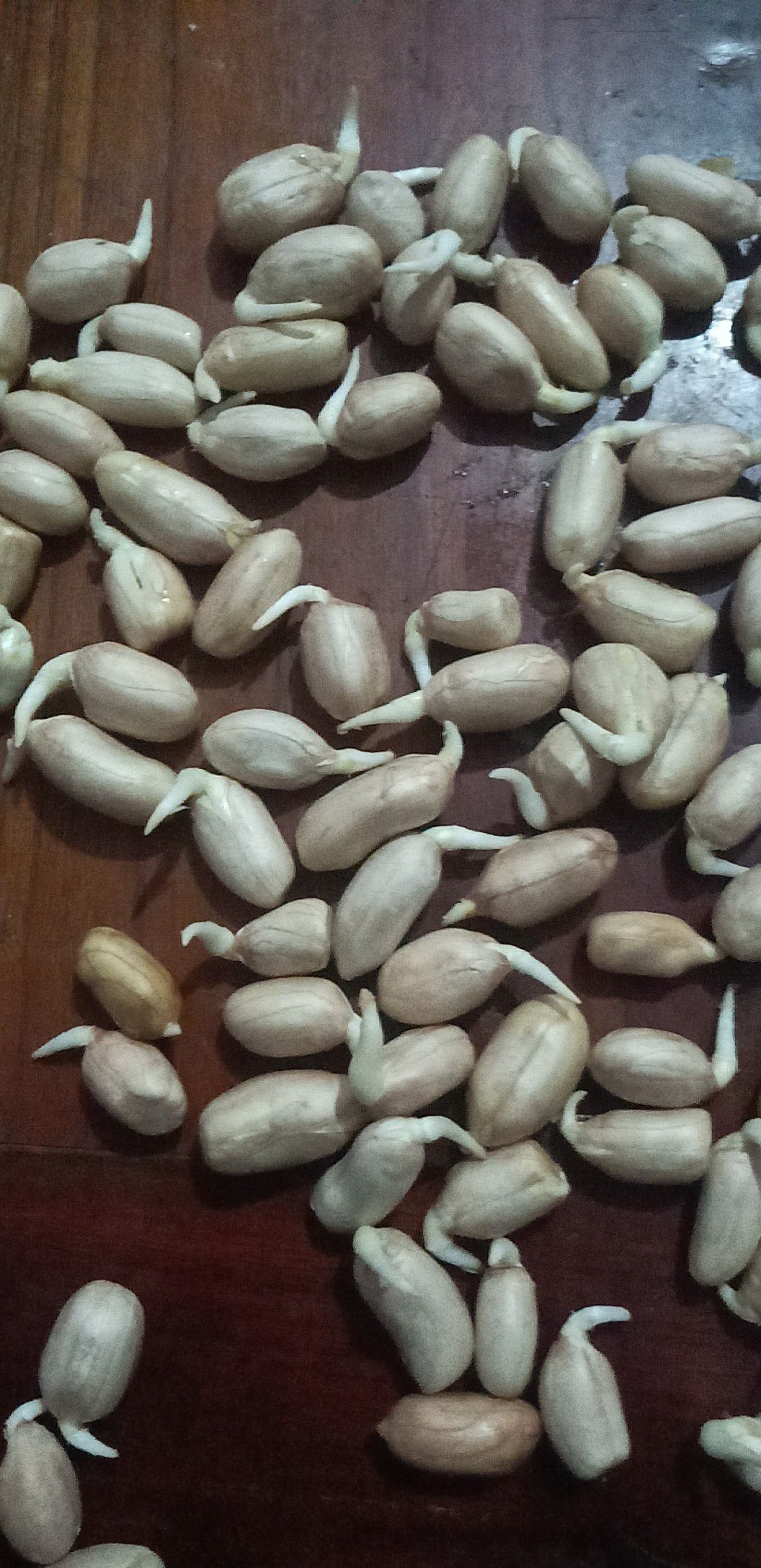 花生 大白沙花生 手剥米出