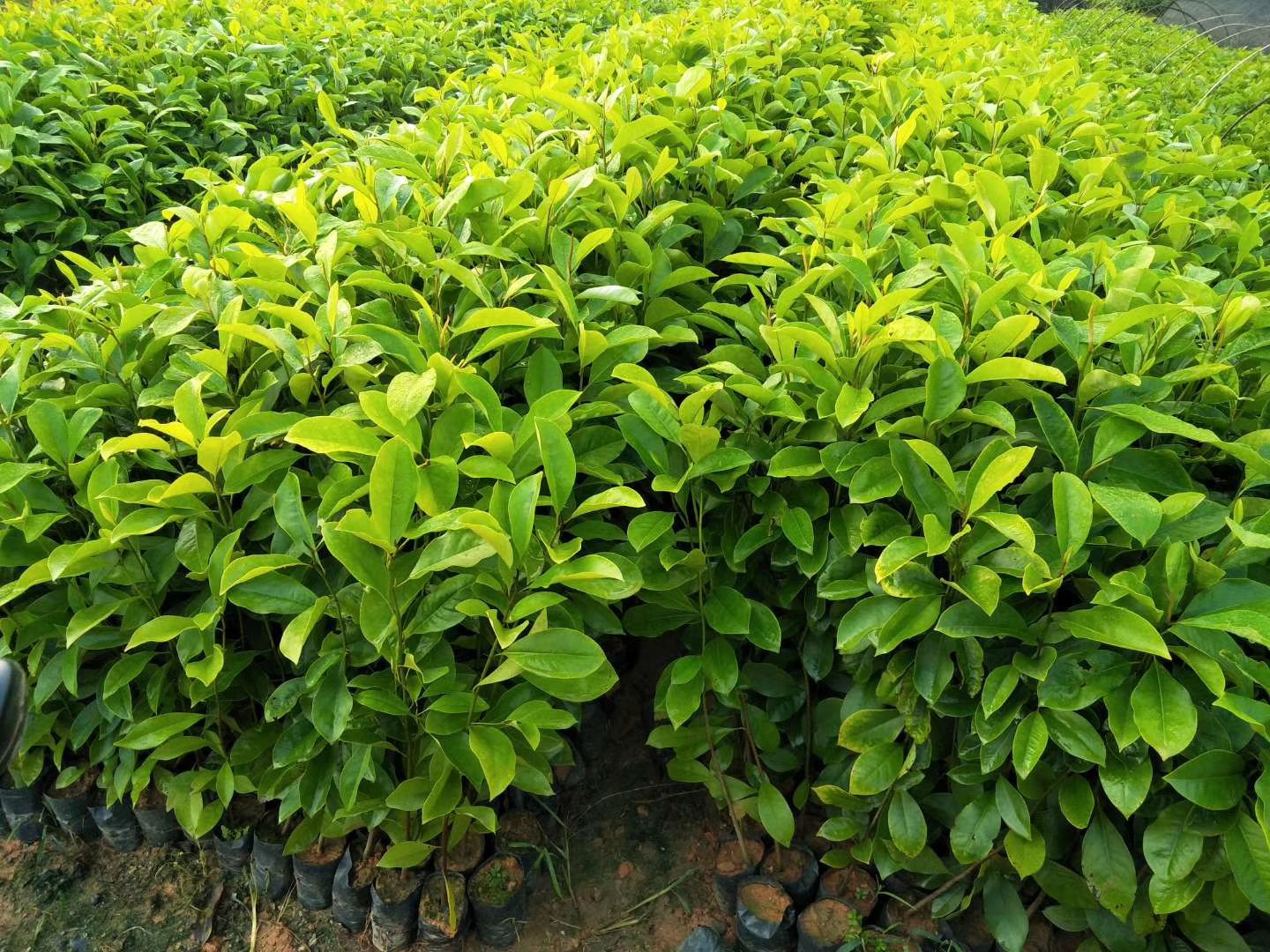 香楠苗 火历楠