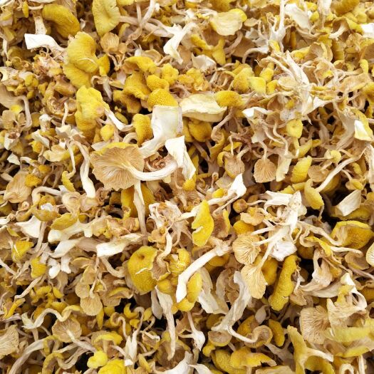 尚志市黄金菇榆黄蘑鸡油菌烘干精品单根货，自家一手货源，基地直达餐