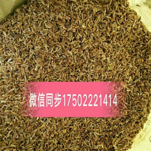 喀喇沁旗内蒙赤峰苍术种子山上移栽苍术朱砂素含量高，出苗率95％以上