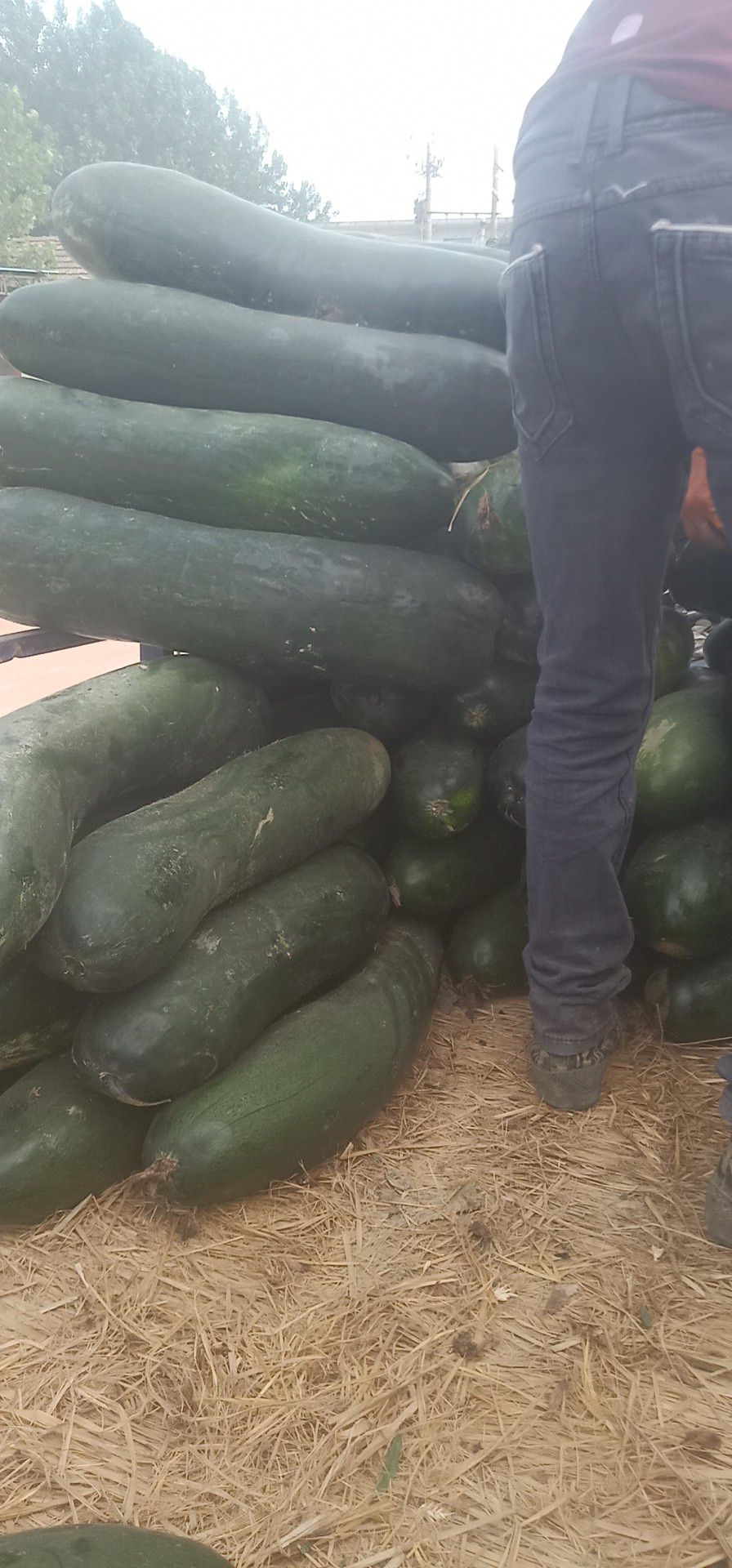  我处冬瓜大量上市，价格便宜，需要联系我