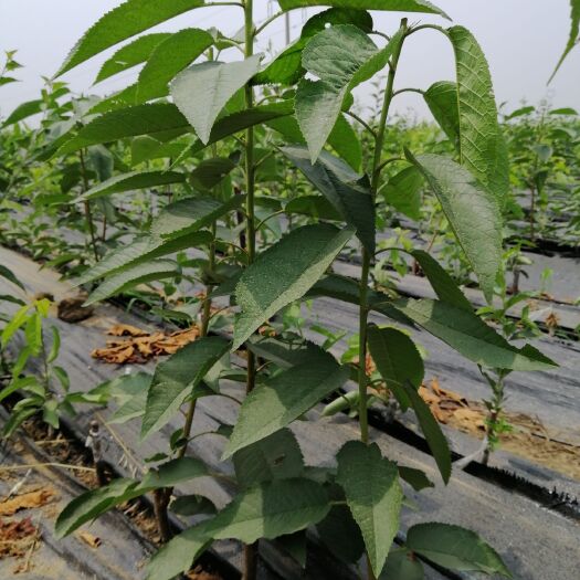 泰安 吉塞拉樱桃苗（齐早，美早，桑提娜等）