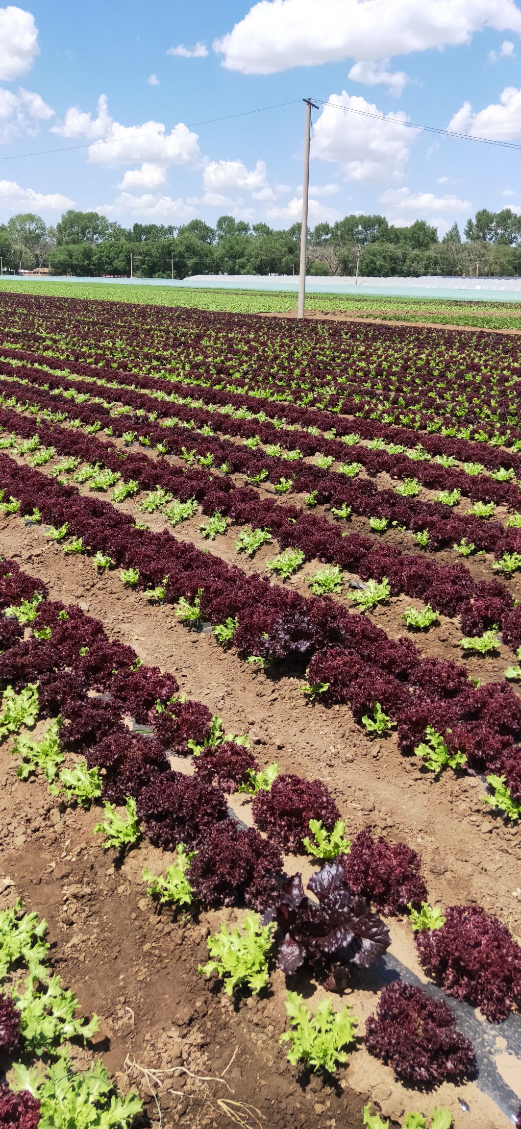  沽源县各种生菜陆续开始上市