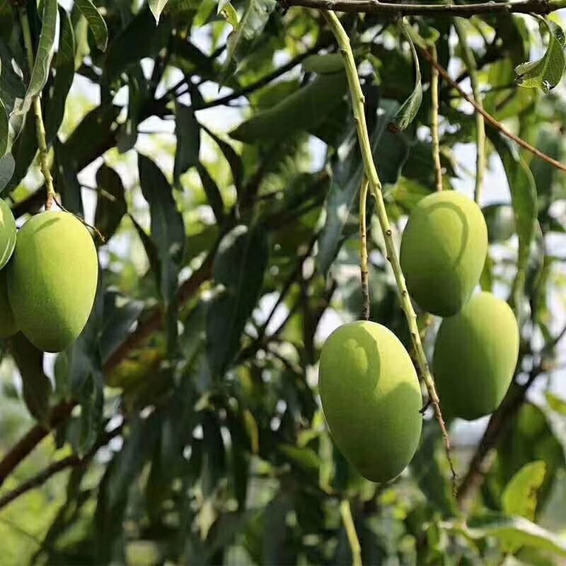 芒果大量上，有需要的请下供应