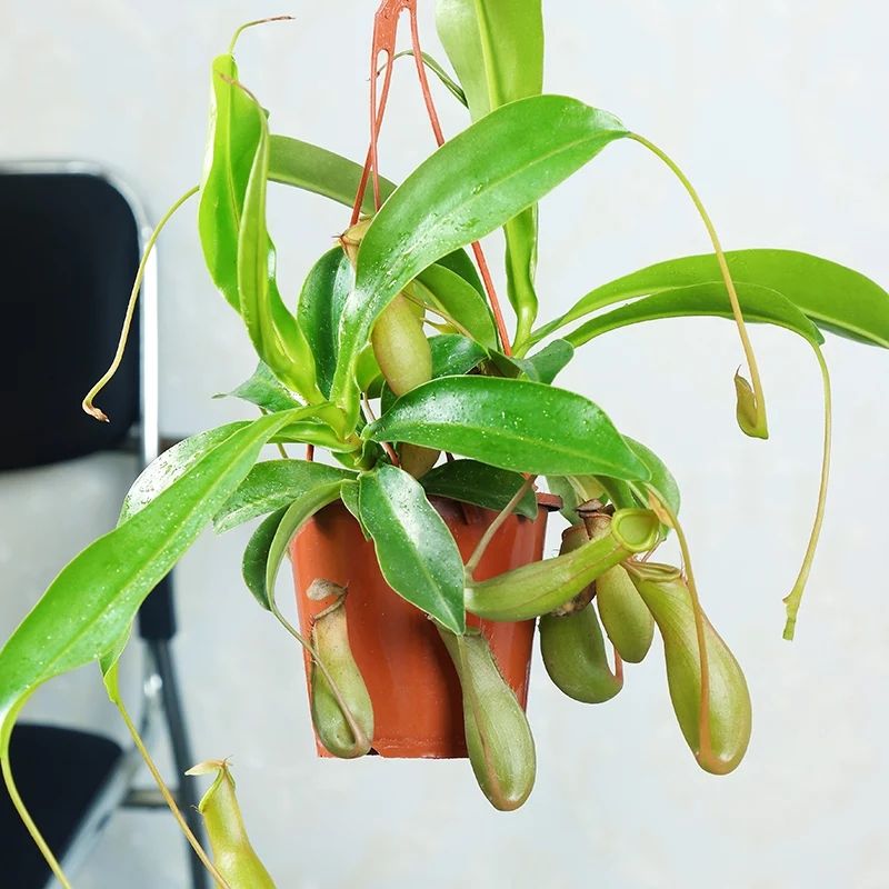 猪笼草盆栽 猪笼草植物盆栽垂吊食虫草捕蝇草吊兰驱蚊绿植创意送礼趣味花卉