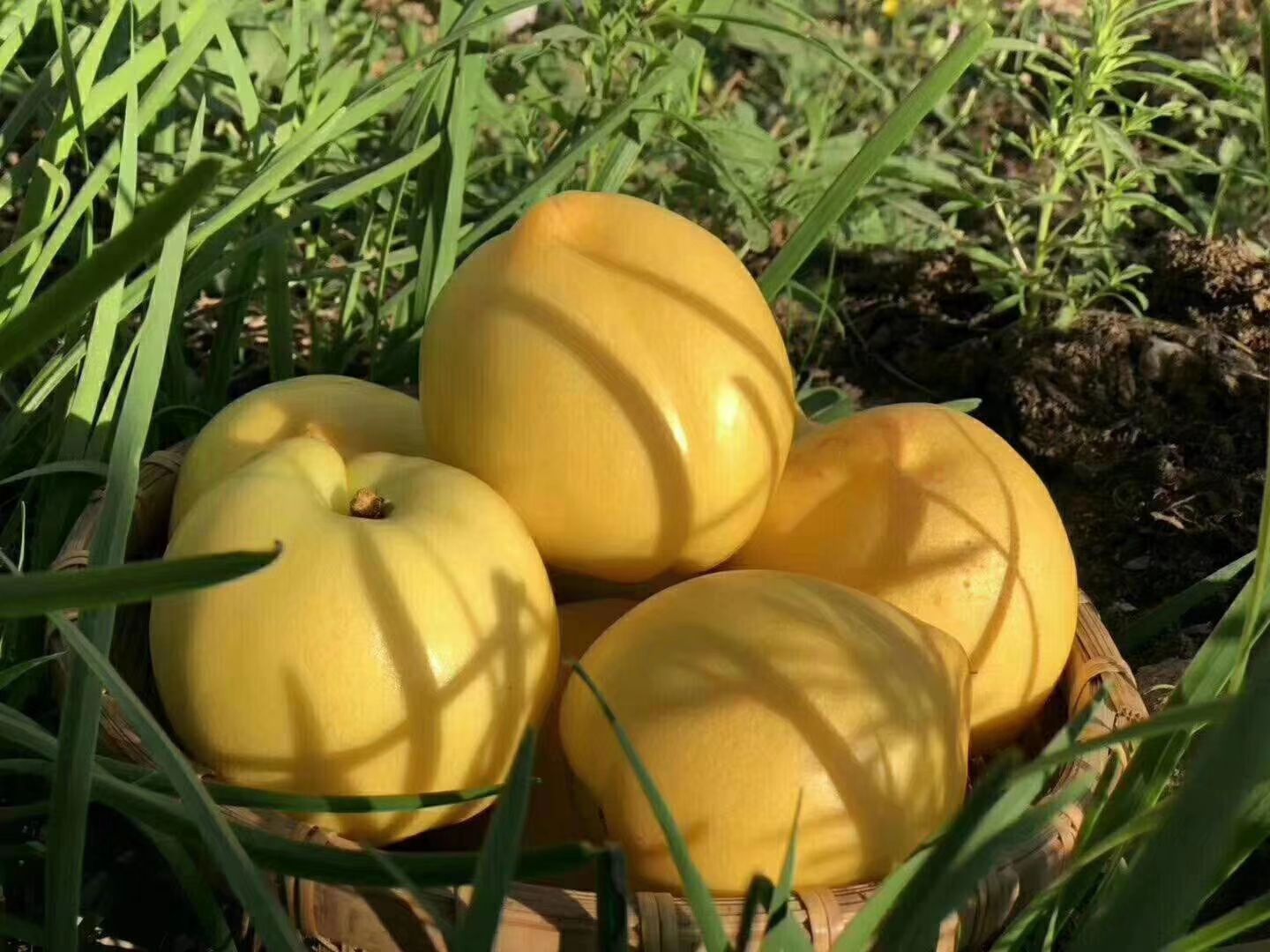  沂蒙黄油桃，五斤装