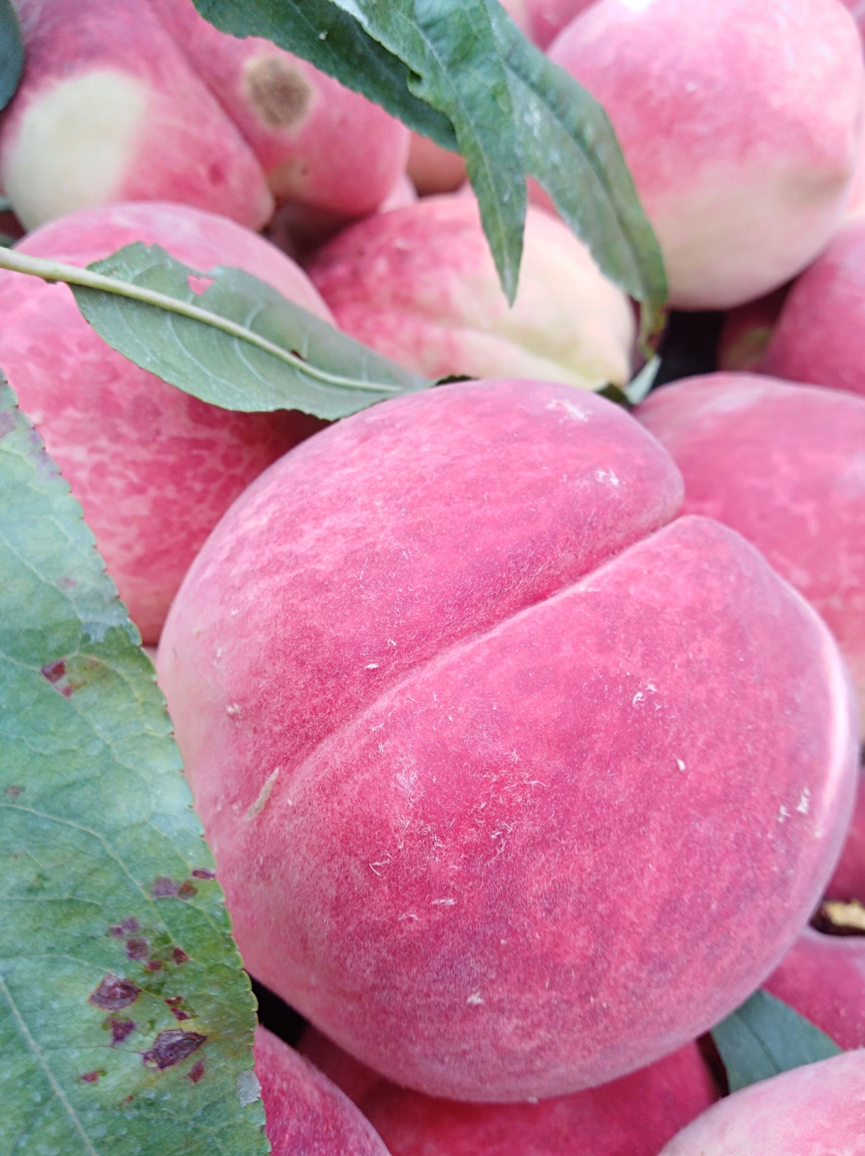 雪桃 山地品质好，'果大，品质好，色泽好口感更好脆甜爽口。